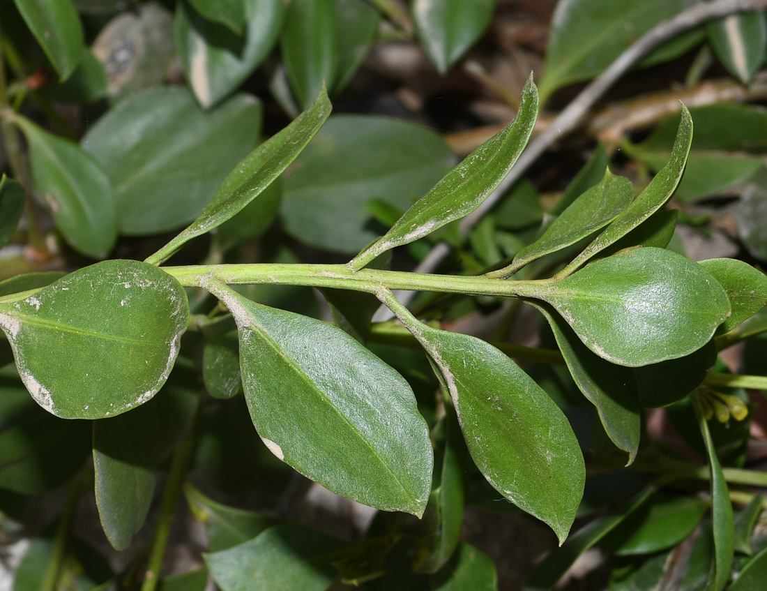 Image of genus Myoporum specimen.