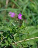 Geranium palustre. Верхушка побега с цветком и бутонами. Московская обл., Сергиево-Посадский р-н, долина р. Пажа, пойменный луг. 25.08.2021.