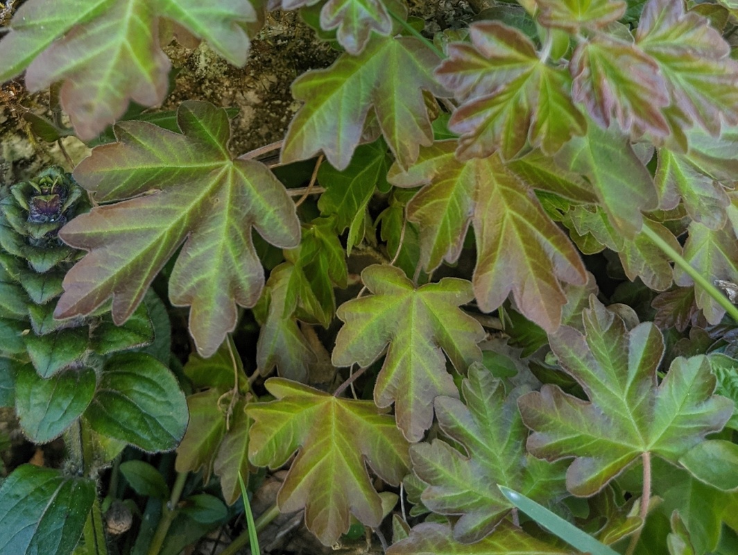 Image of Acer campestre specimen.