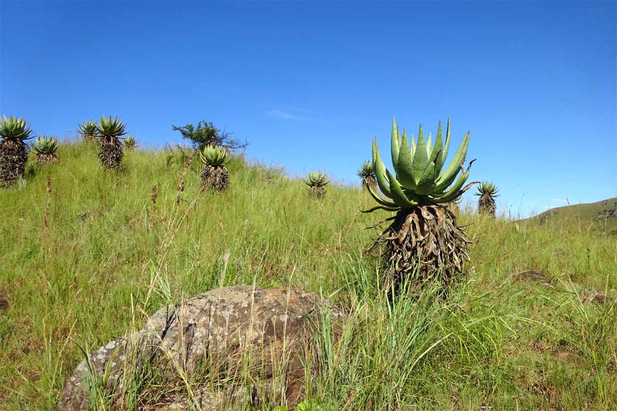 Image of Aloe marlothii specimen.