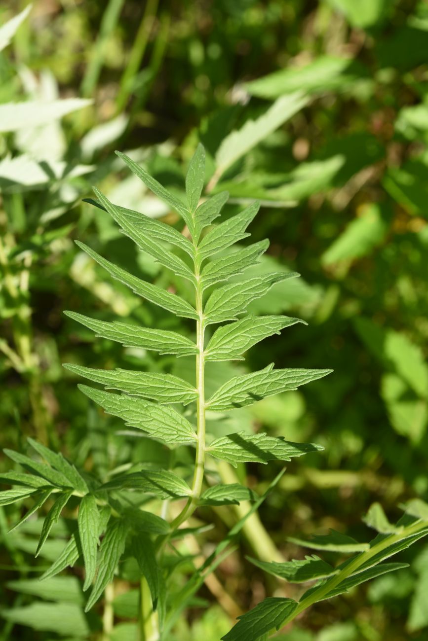 Изображение особи Valeriana officinalis.