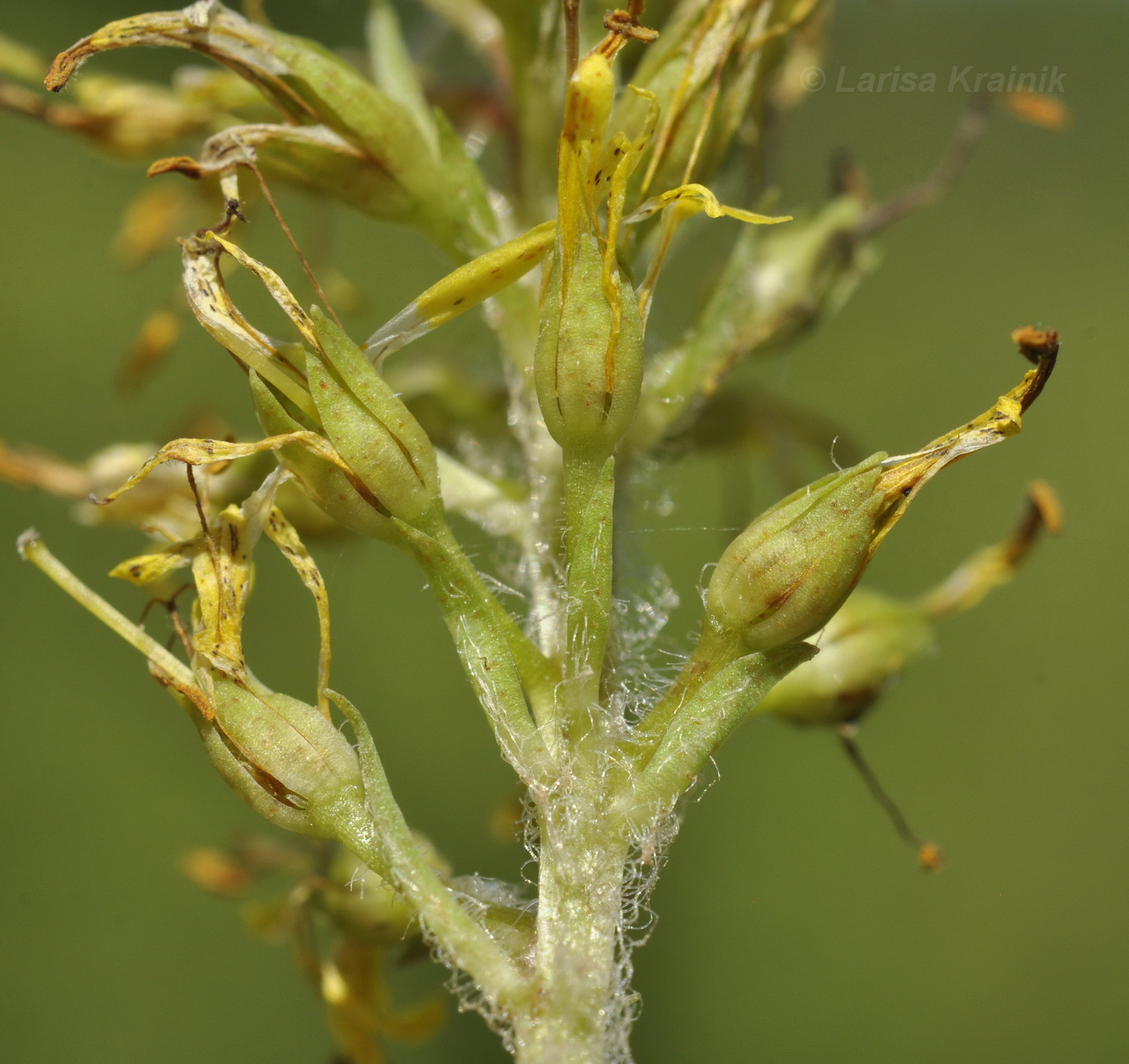 Изображение особи Naumburgia thyrsiflora.