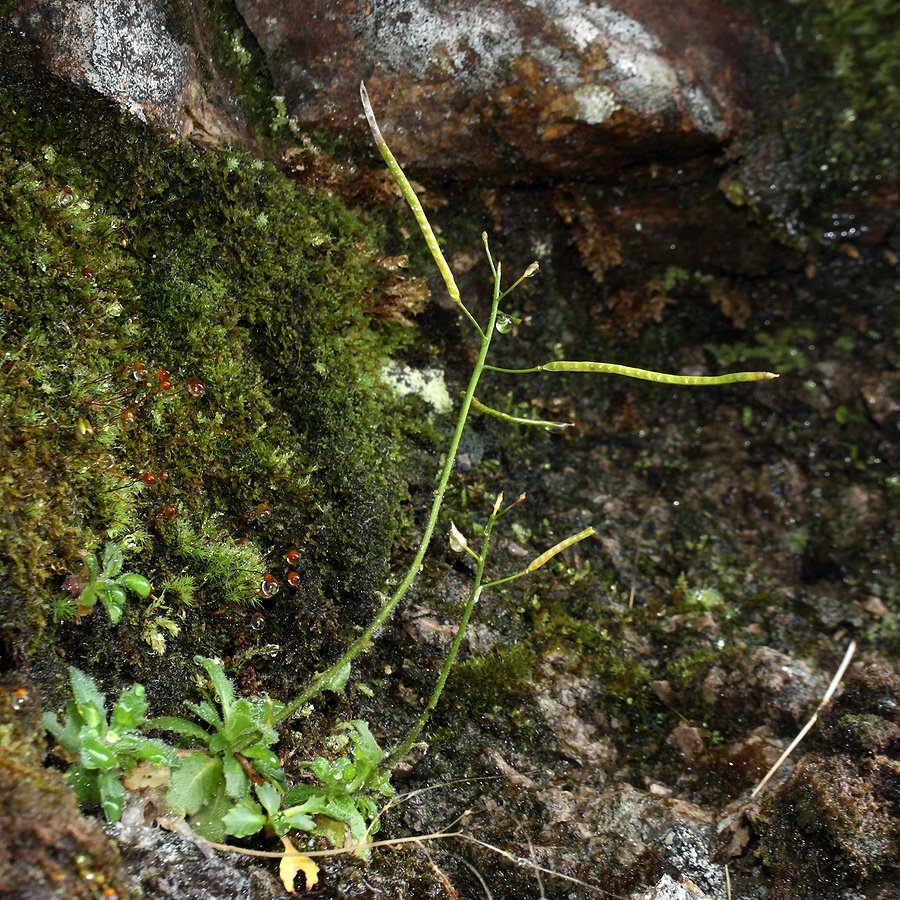 Image of Arabis alpina specimen.