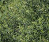 Galium boreale