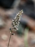 familia Poaceae. Соцветие. Киргизия, Ошская обл., Памир, Заалайский хр., долина р. Ачик-Таш, ≈ 3600 м н.у.м., осыпающийся каменистый склон. 08.07.2022.