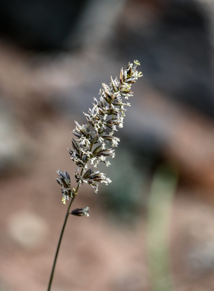 Image of familia Poaceae specimen.