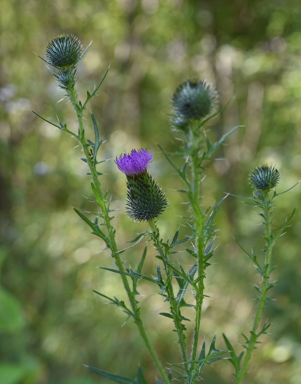 Image of Cirsium vulgare specimen.