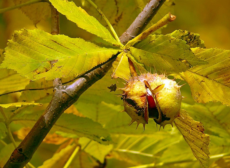 Изображение особи Aesculus hippocastanum.