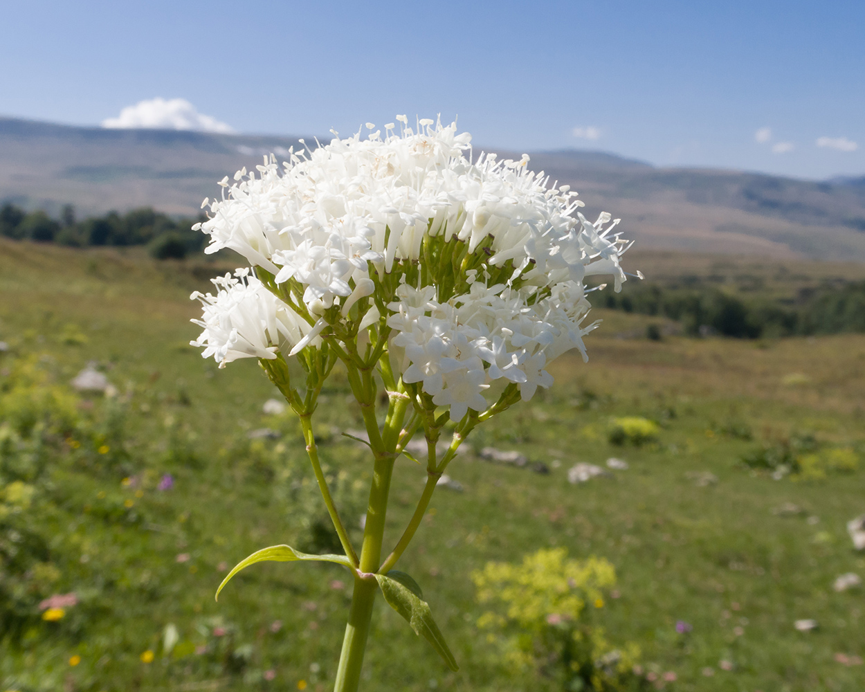 Изображение особи Valeriana alliariifolia.