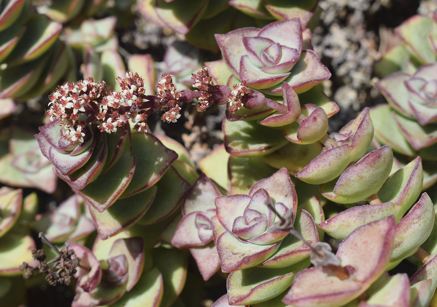 Изображение особи род Crassula.