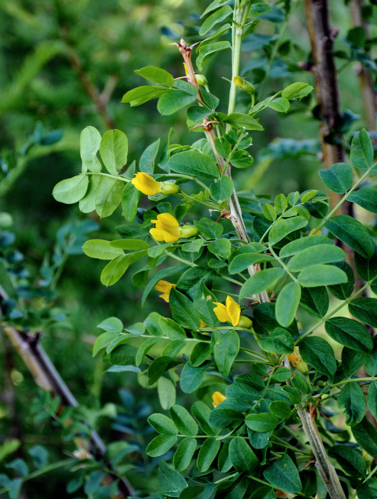 Изображение особи Caragana arborescens.