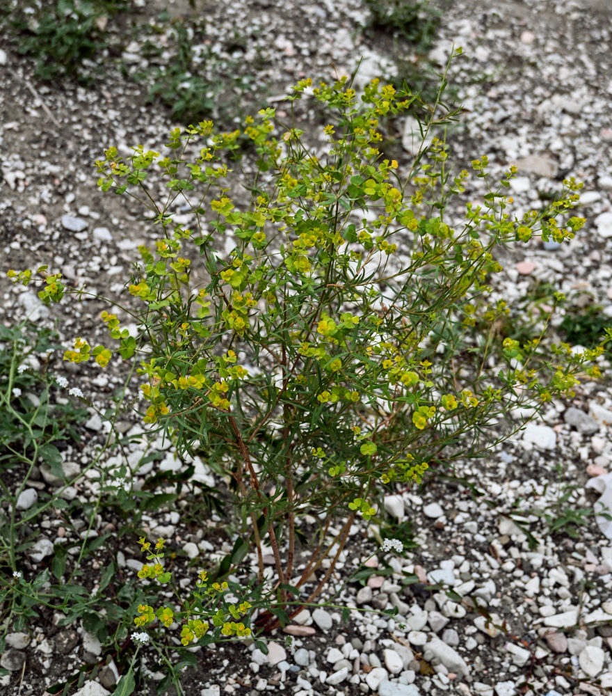 Image of Euphorbia daghestanica specimen.