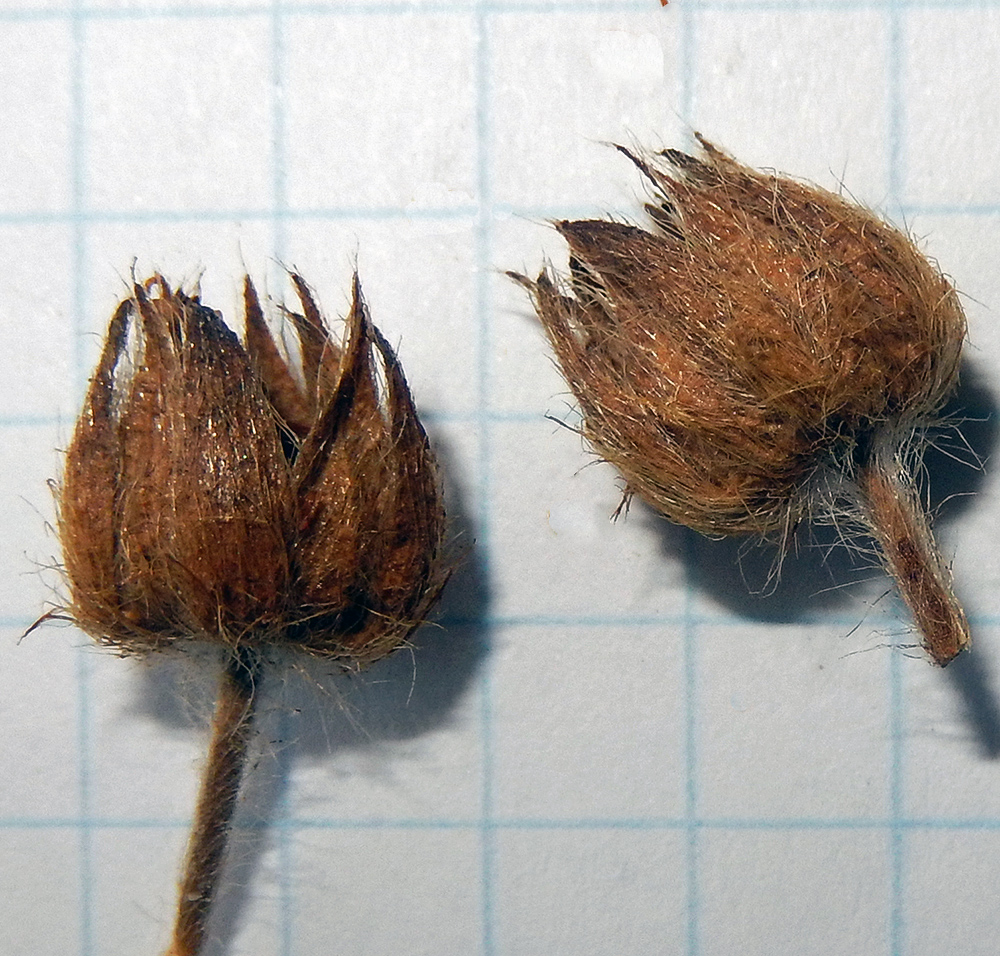 Image of Potentilla recta specimen.