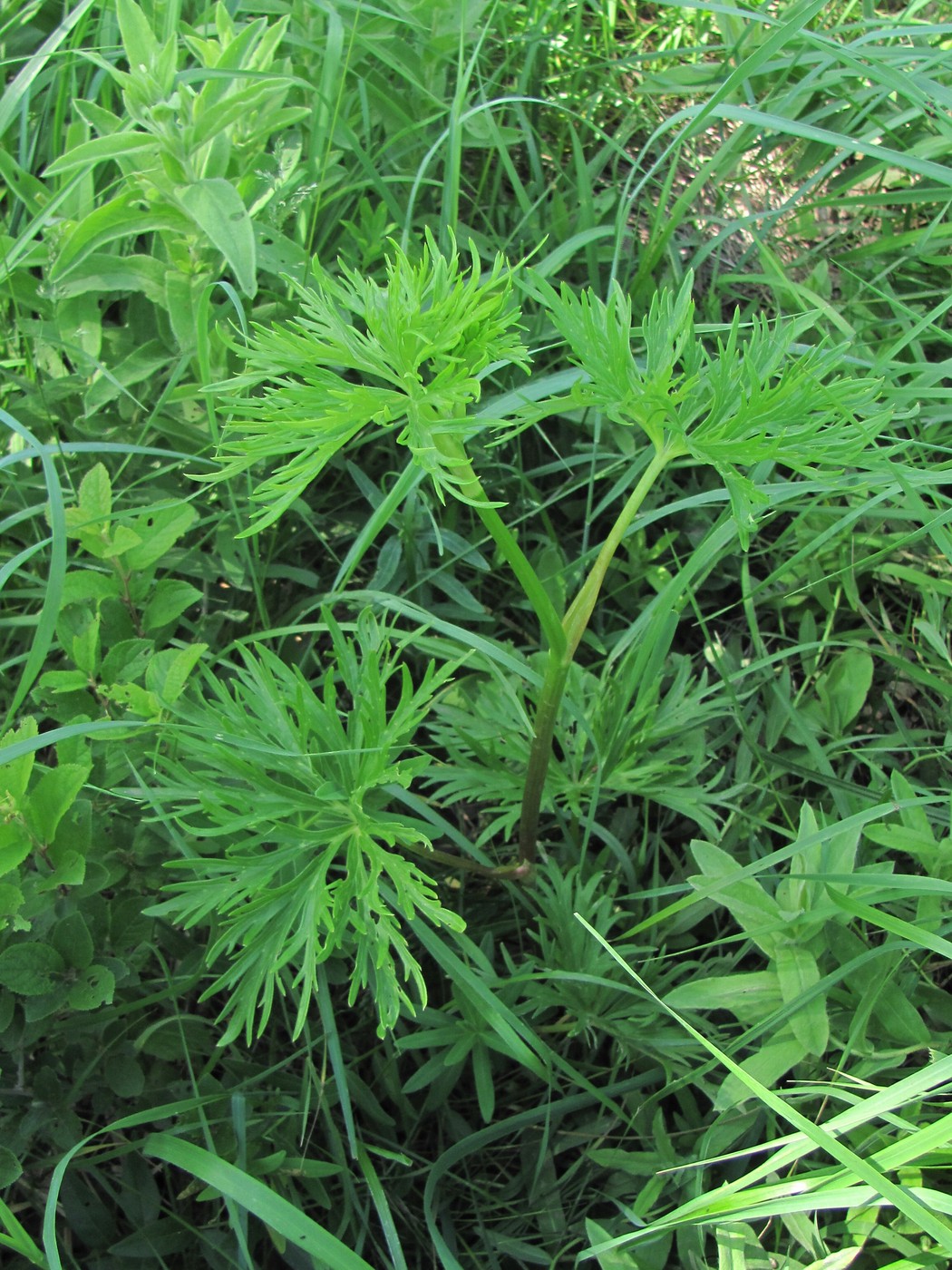 Image of Delphinium schmalhausenii specimen.