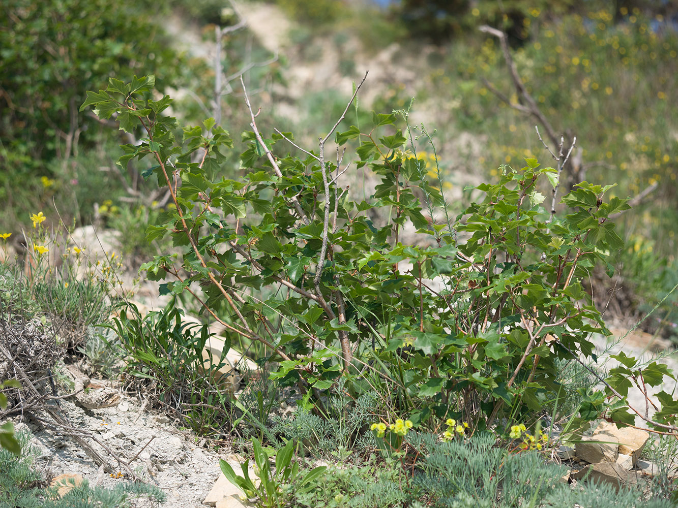 Image of Sorbus torminalis specimen.