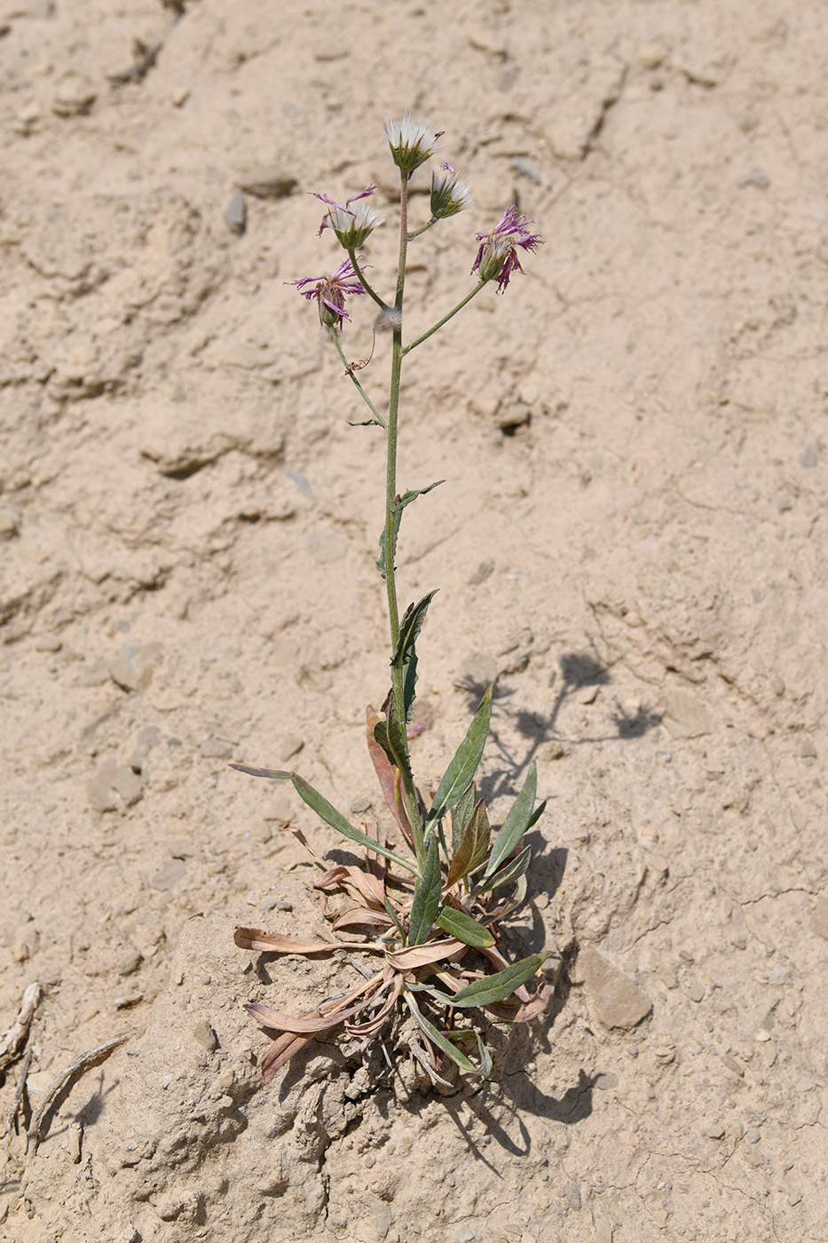 Image of Jurinea kokanica specimen.