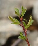 Salix kazbekensis. Верхушка веточки с мужскими соцветиями. Карачаево-Черкесия, Карачаевский р-н, Большой Кавказ, ущелье р. Кичкинекол (Узункольский), ≈ 2340 м н.у.м., морена ледника Большой Кичкинекол, среди камней. 21.07.2023.