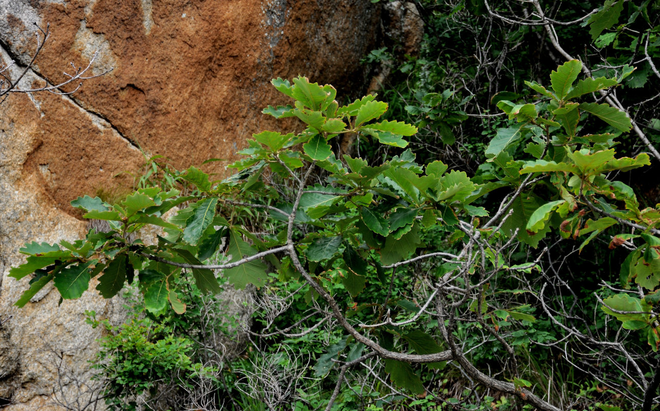 Image of Quercus mongolica specimen.