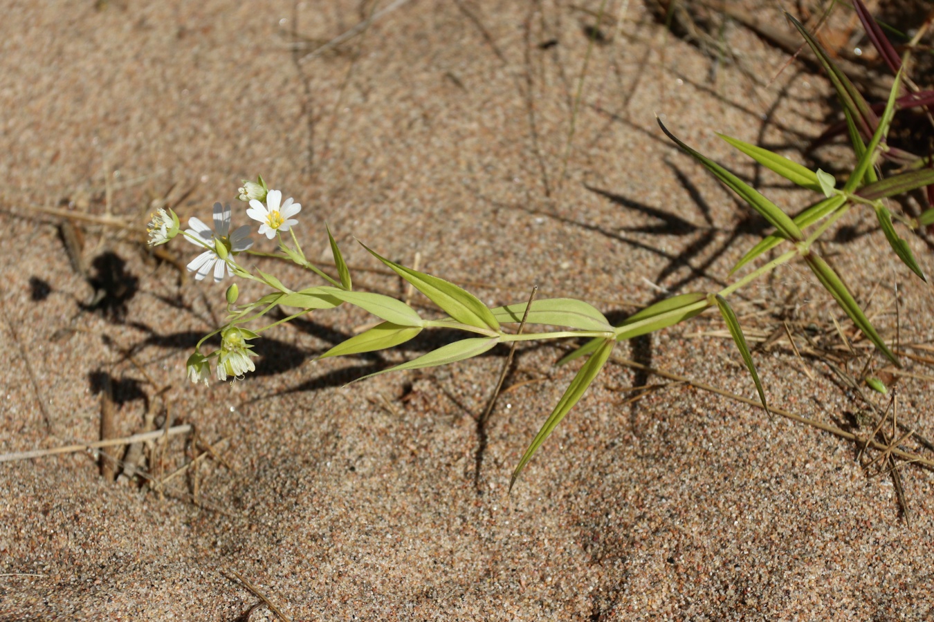 Image of Stellaria holostea specimen.