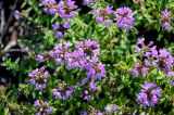 genus Thymus. Соцветия. Оренбургская обл., Медногорский гор. округ, Блявинский карьер, каменистый склон. 04.07.2023.