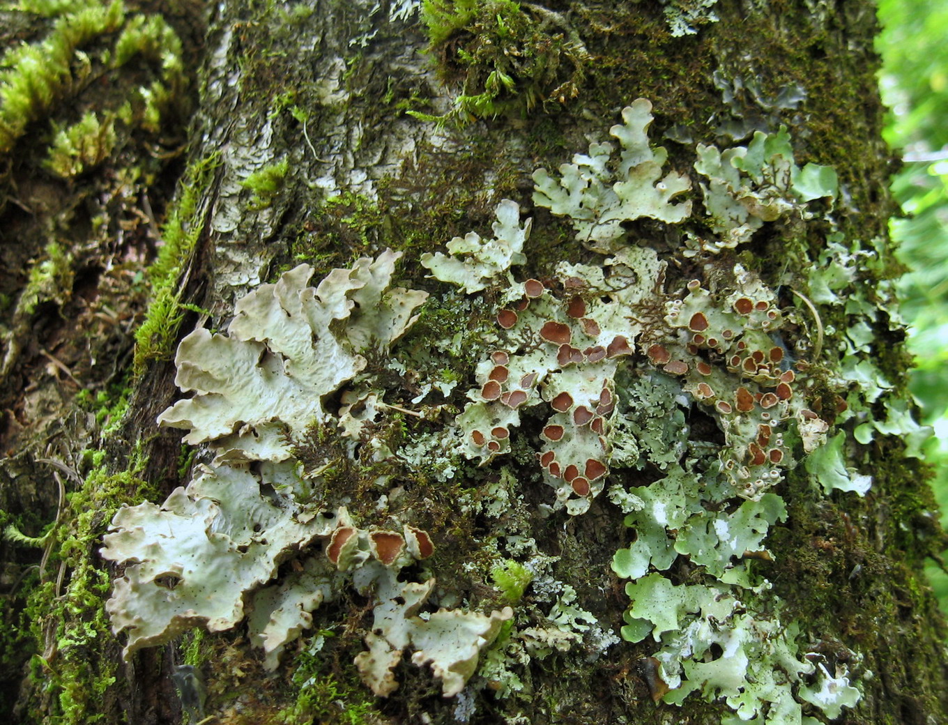 Image of Dendriscosticta gelida specimen.