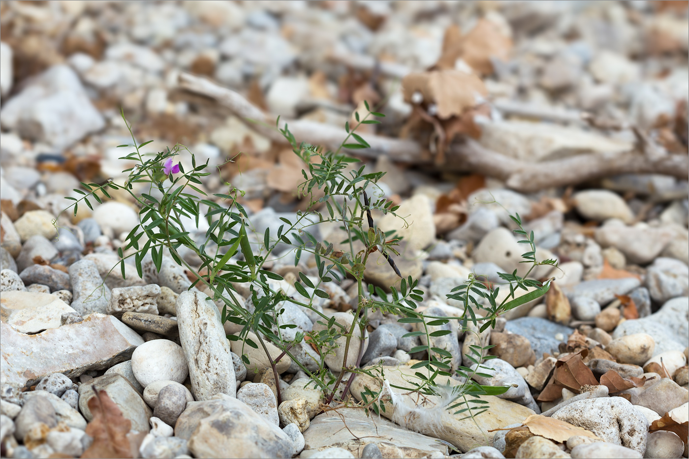 Image of Vicia angustifolia specimen.