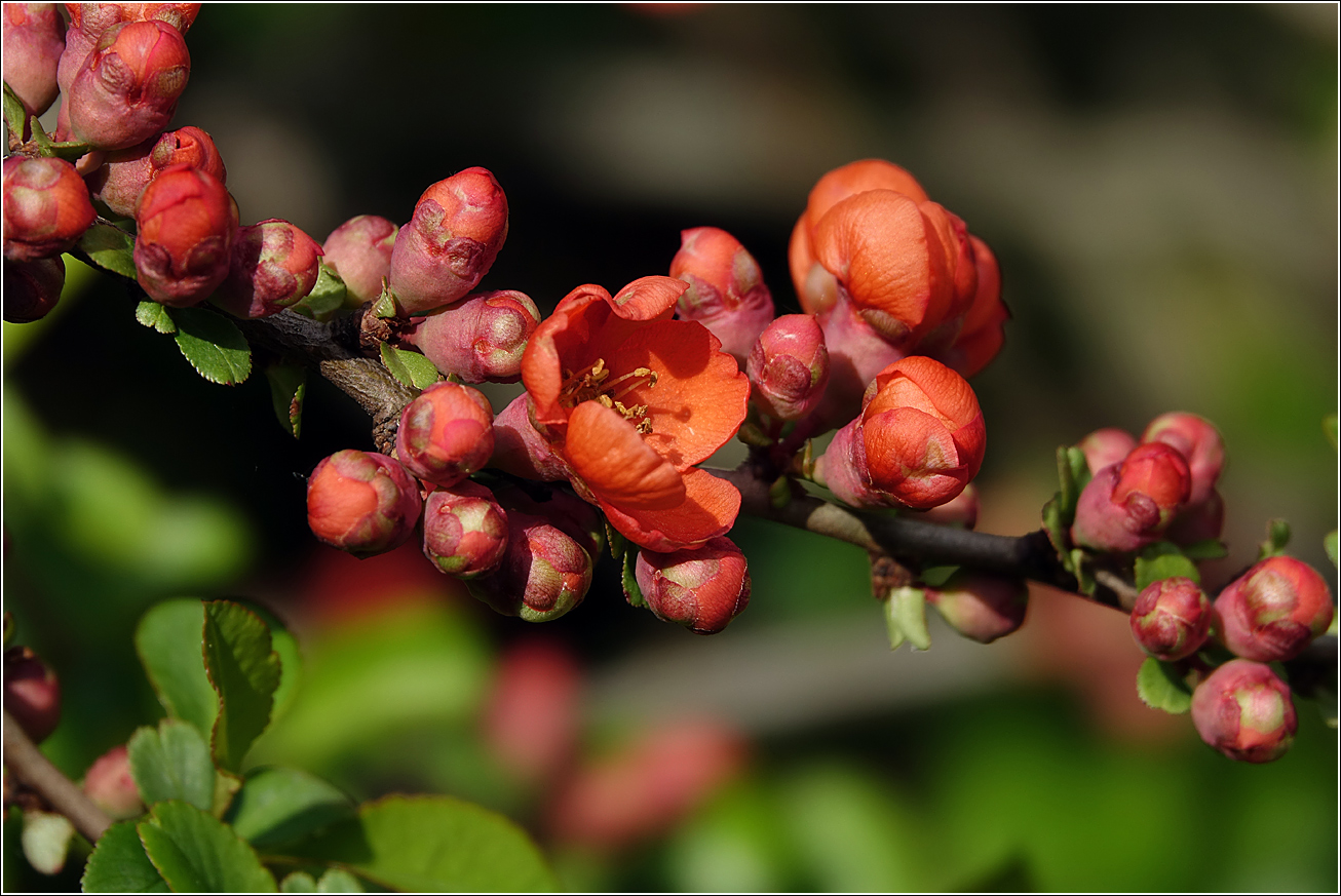 Image of Chaenomeles japonica specimen.