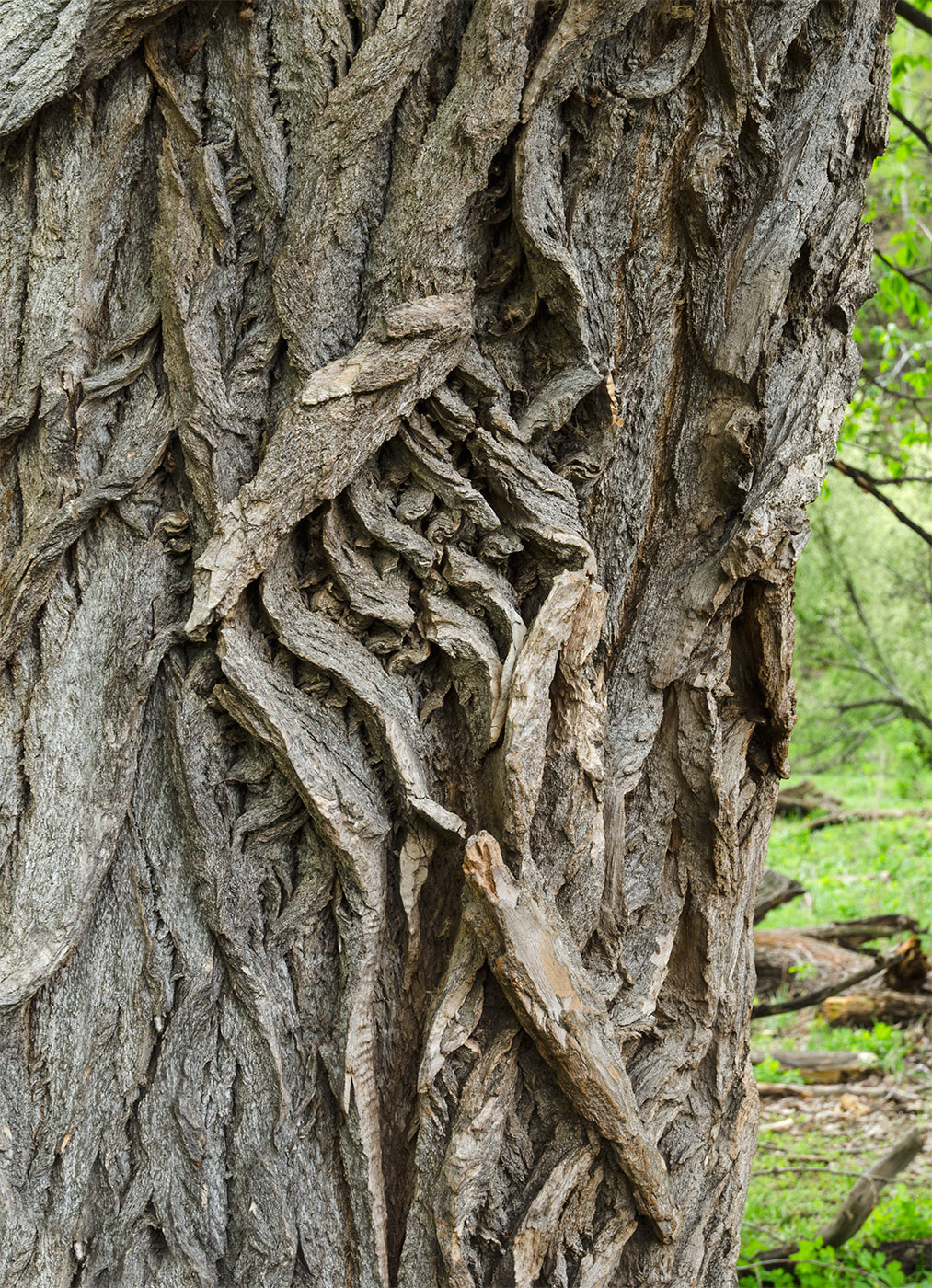 Image of Populus nigra specimen.