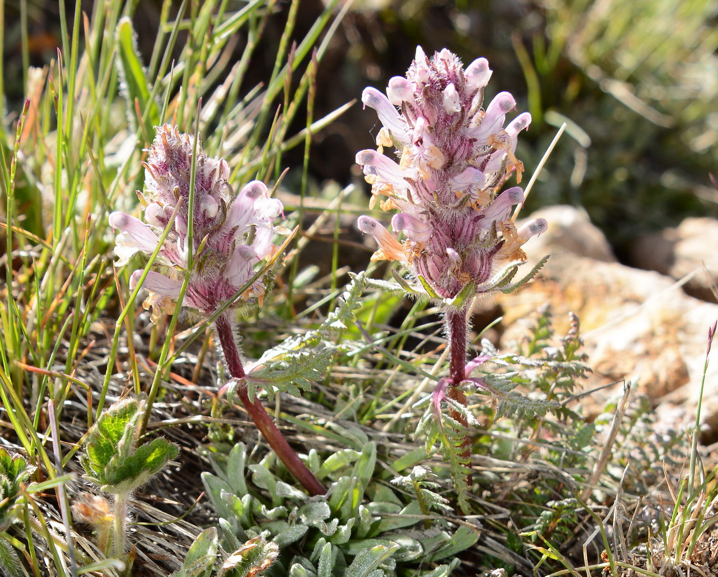 Image of Pedicularis violascens specimen.