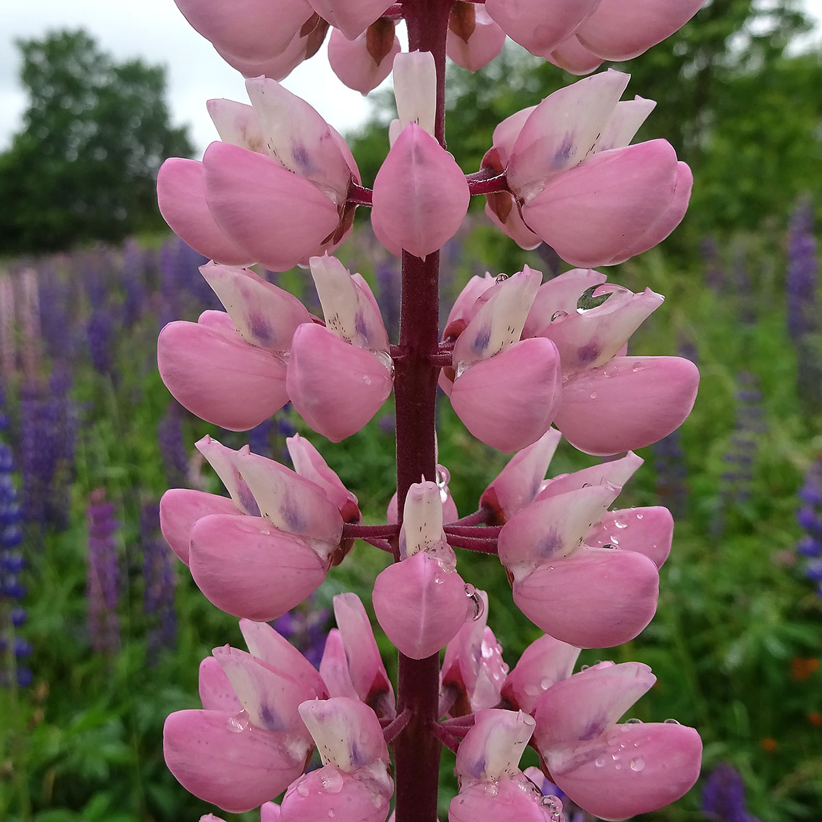 Изображение особи Lupinus nootkatensis.