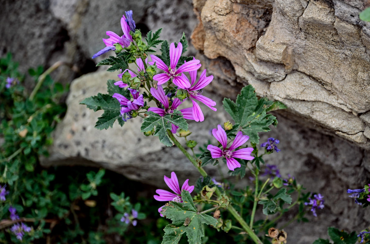 Image of Malva sylvestris specimen.