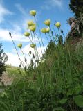 Papaver nudicaule