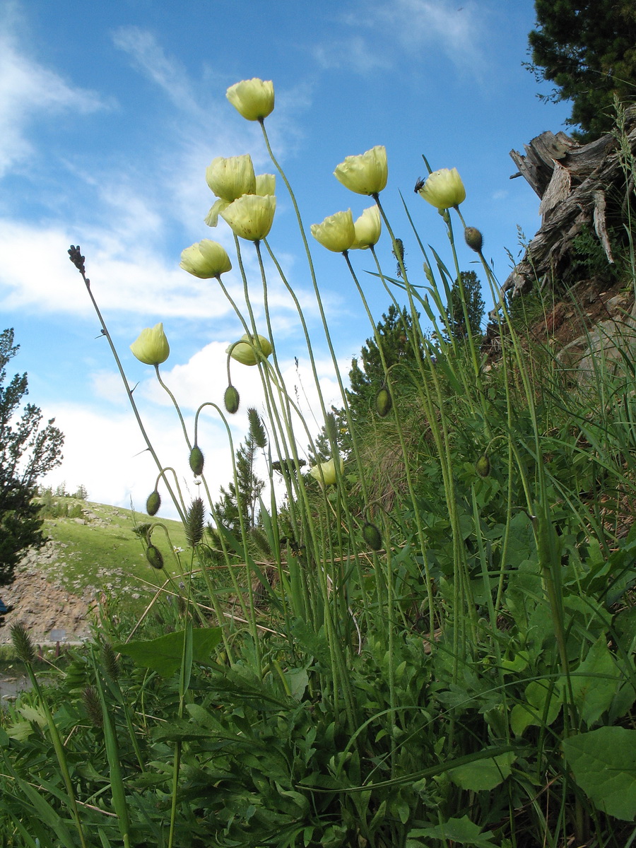 Image of Papaver nudicaule specimen.