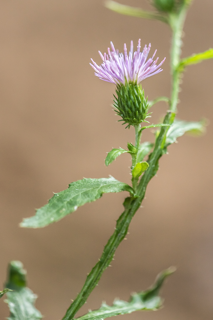 Image of genus Carduus specimen.