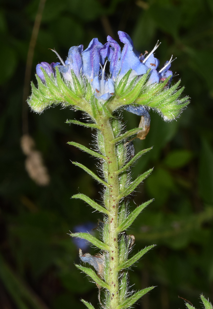 Image of Echium vulgare specimen.