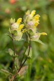 Rhinanthus vernalis. Верхушки побегов с соцветиями. Карачаево-Черкесия, Урупский р-н, хр. Загедан, долина Ацгарских озёр, ≈ 2600 м н.у.м., альпийский луг. 09.08.2024.