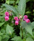 Impatiens glandulifera. Верхушка побега с соцветиями с цветками и завязавшимися плодами. Московская обл., Одинцовский гор. округ, окр. дер. Аниково, берег р. Москва, у воды. 18.08.2024.