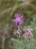 Centaurea scabiosa. Соцветие. Липецкая обл., Данковский р-н, в 400 м выше ур. Камень Кудеяра, левый берег р. Дон, редкие заросли. 2 августа 2024 г.