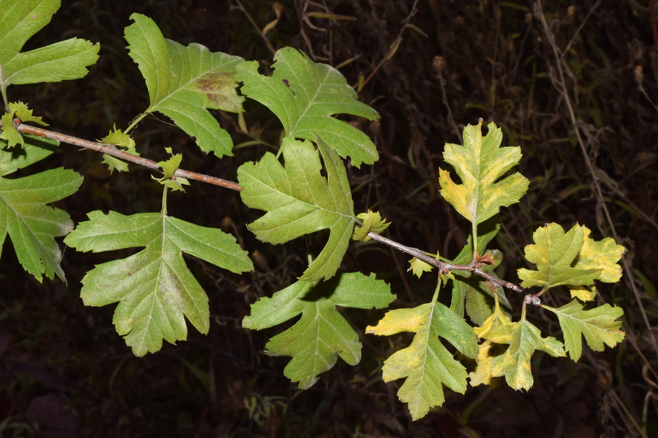 Изображение особи род Crataegus.