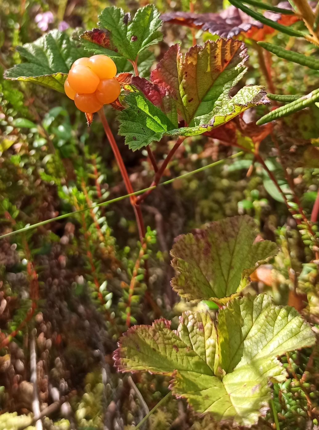 Изображение особи Rubus chamaemorus.