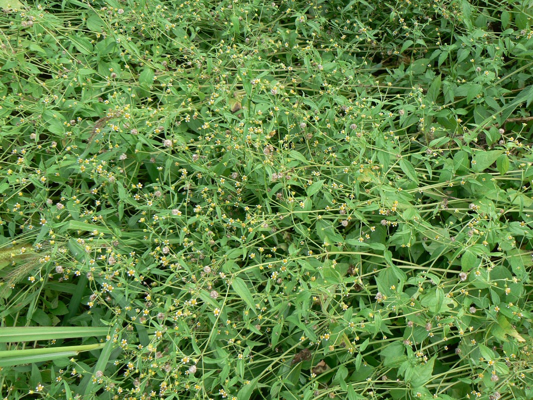 Image of Galinsoga parviflora specimen.