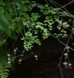 genus Thalictrum. Верхушка цветущего растения. Чечня, Шаройский р-н, долина р. Цесиахк в 1,8 км выше водопада Цеси, выс. 1770 м н.у.м., луг. 27 июня 2024 г.