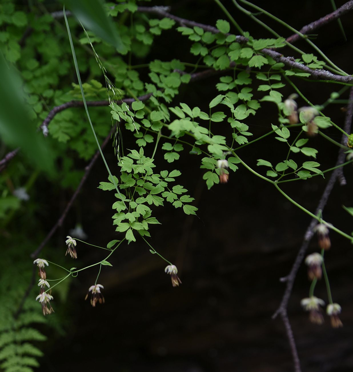 Изображение особи род Thalictrum.