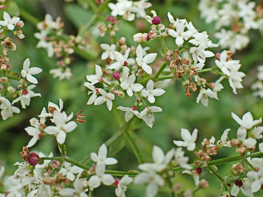 Image of Galium physocarpum specimen.