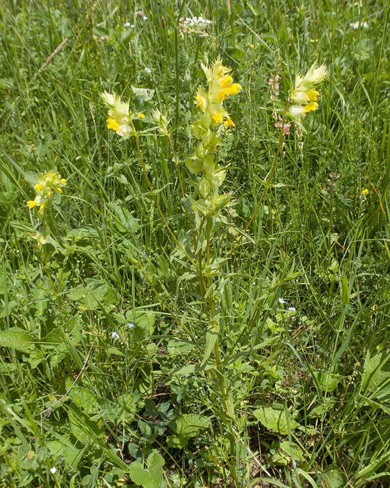 Image of Rhinanthus subulatus specimen.