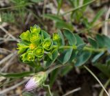 genus Euphorbia