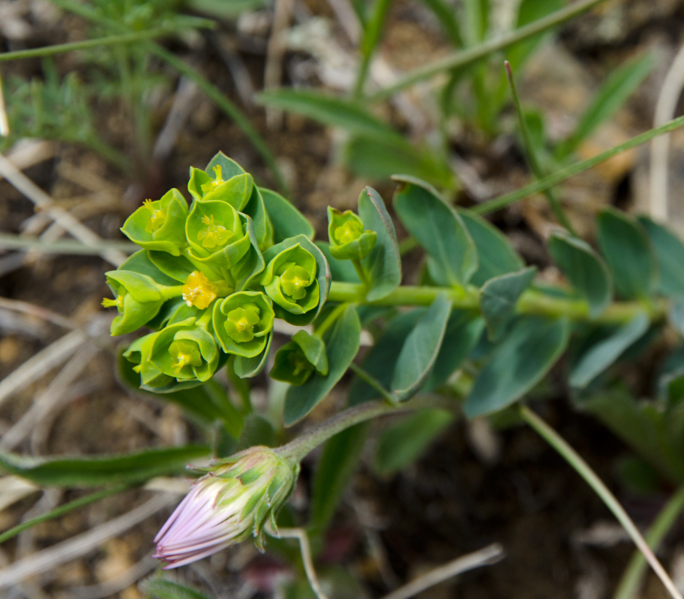 Image of genus Euphorbia specimen.