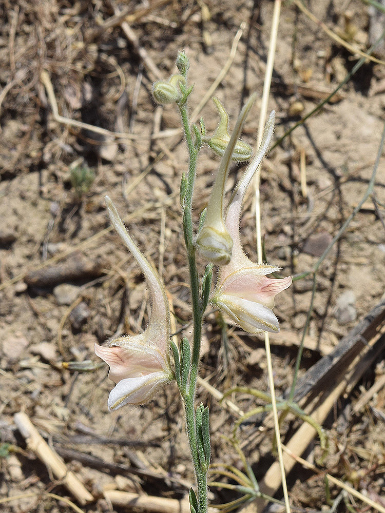 Image of Delphinium stocksianum specimen.