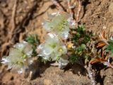 Paronychia cephalotes. Побеги с зацветающими соцветиями. Крым, Южный Берег, окр. с. Лучистое, гора Южная Демерджи, на каменисто-глинистом склоне. 03.06.2024.