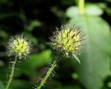 Смотреть изображение Dipsacus pilosus